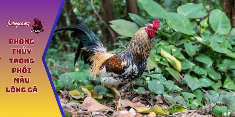 Phong thủy trong phối màu lông gà