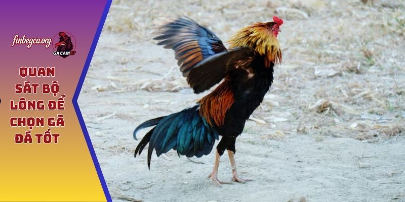 Quan sát bộ lông để chọn gà đá tốt