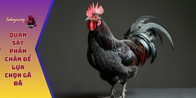 Quan sát phần chân để lựa chọn gà đá