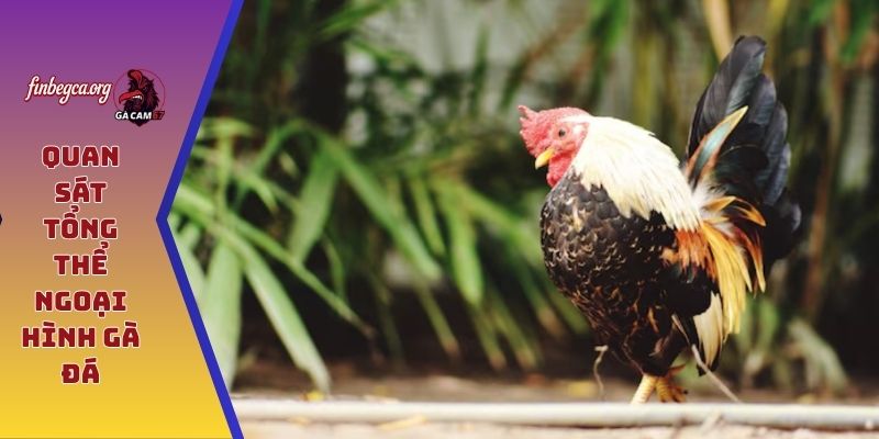 Quan sát tổng thể ngoại hình gà đá