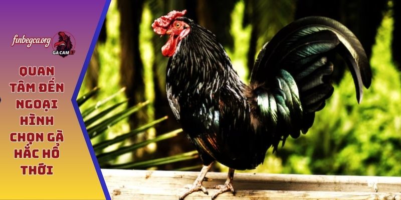 Quan tâm đến ngoại hình chọn gà hắc hổ thới