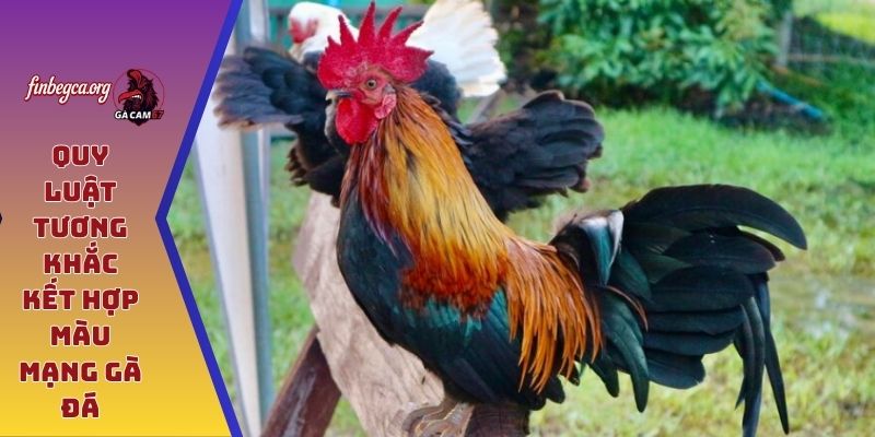Quy luật tương khắc kết hợp màu mạng gà đá