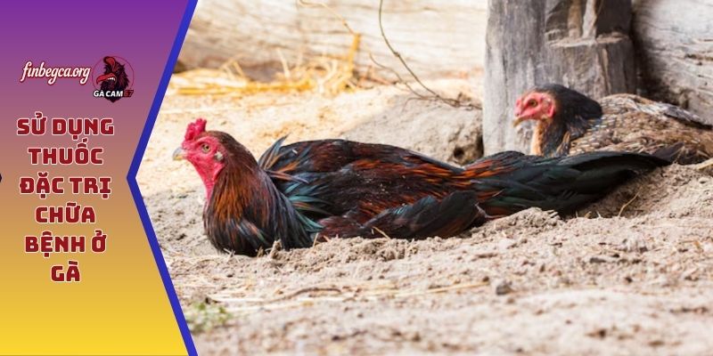 Sử dụng thuốc đặc trị chữa bệnh ở gà