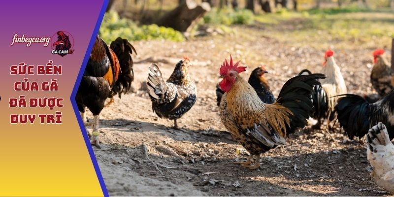 Sức bền của gà đá được duy trì