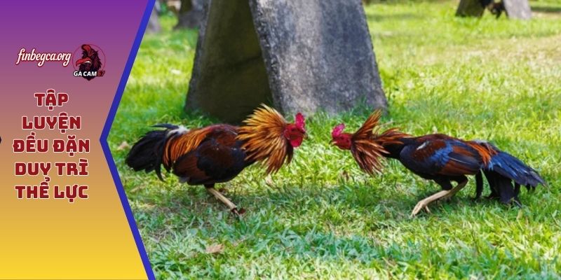 Tập luyện đều đặn duy trì thể lực
