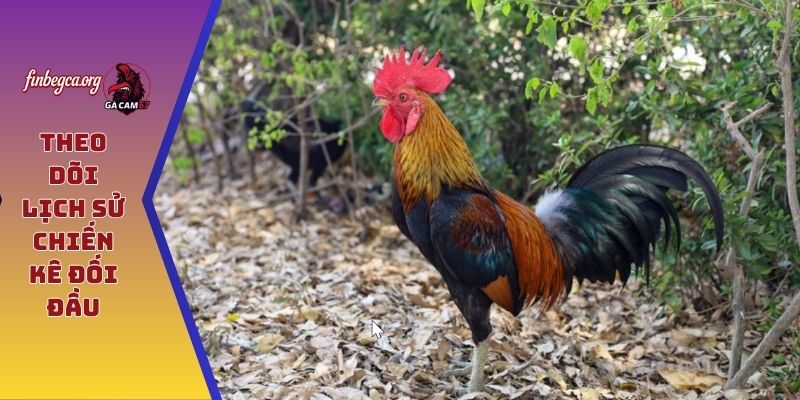 Theo dõi lịch sử chiến kê đối đầu