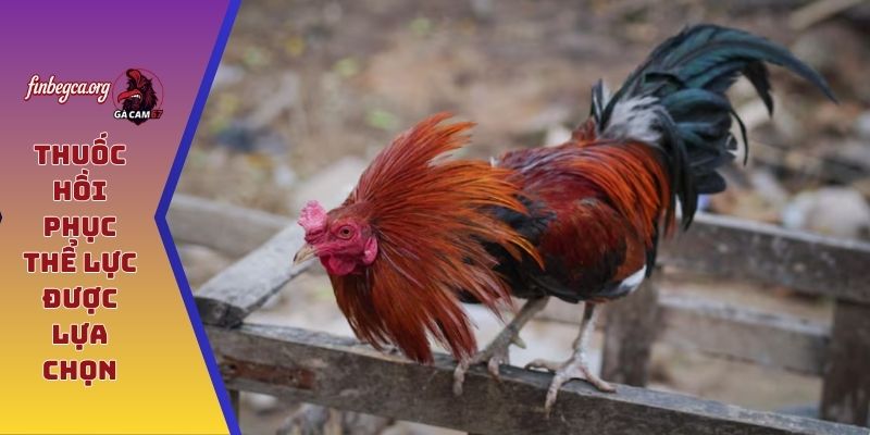 Thuốc hồi phục thể lực được lựa chọn