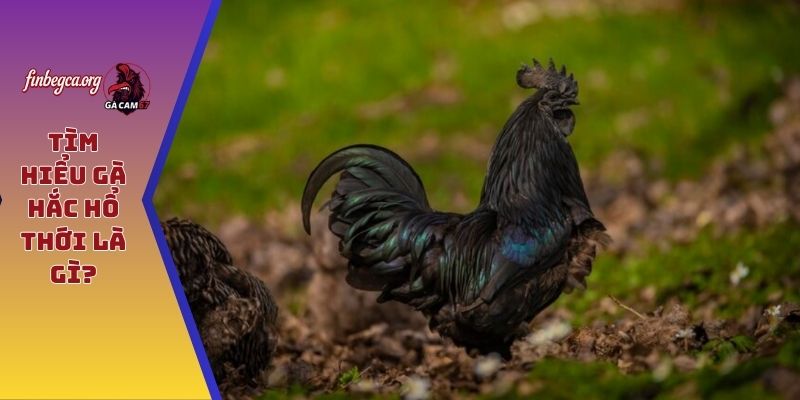 Tìm hiểu gà hắc hổ thới là gì?