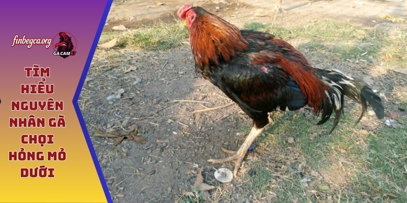 Tìm hiểu nguyên nhân gà chọi hỏng mỏ dưới