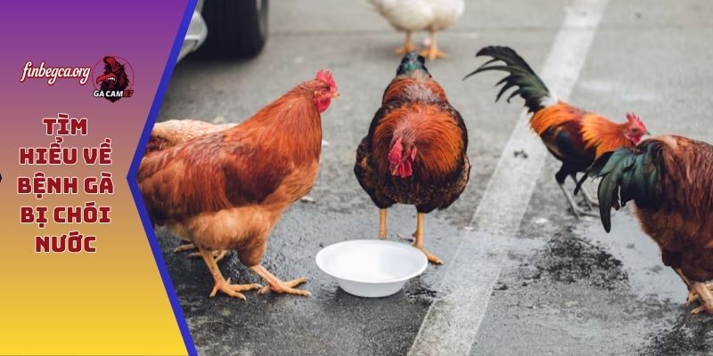 Tìm hiểu về bệnh gà bị chói nước