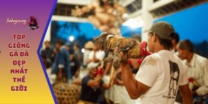 Top giống gà đá đẹp nhất