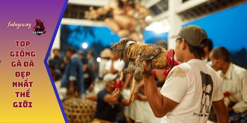 Top giống gà đá đẹp nhất