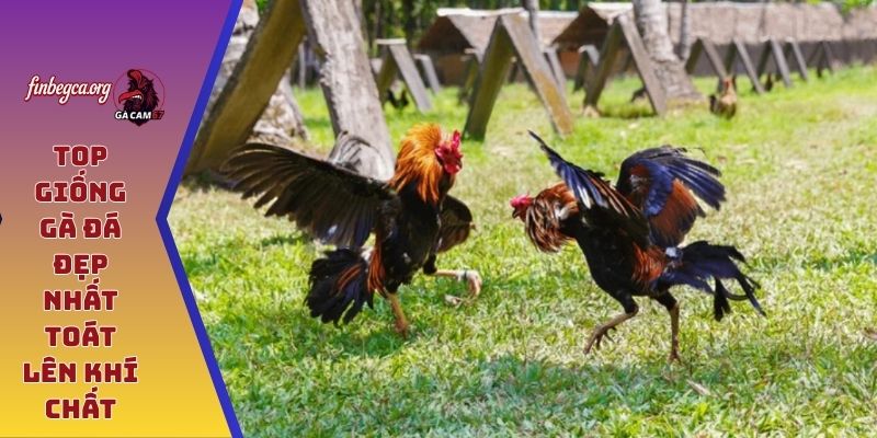 Top giống gà đá đẹp nhất toát lên khí chất