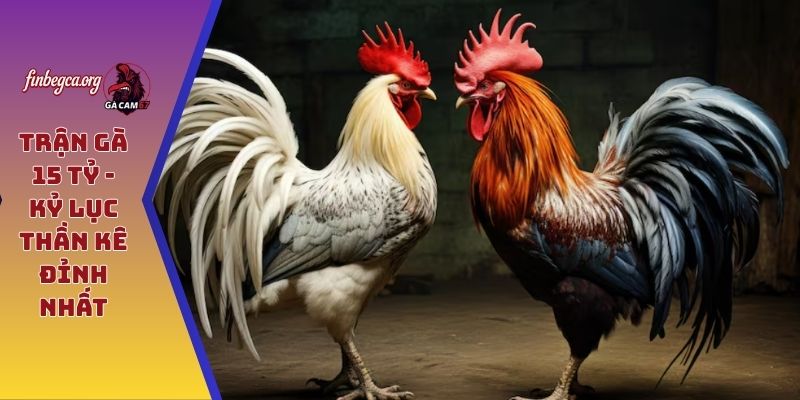 Trận gà 15 tỷ