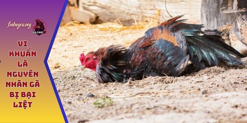Vi khuẩn là nguyên nhân gà bị bại liệt
