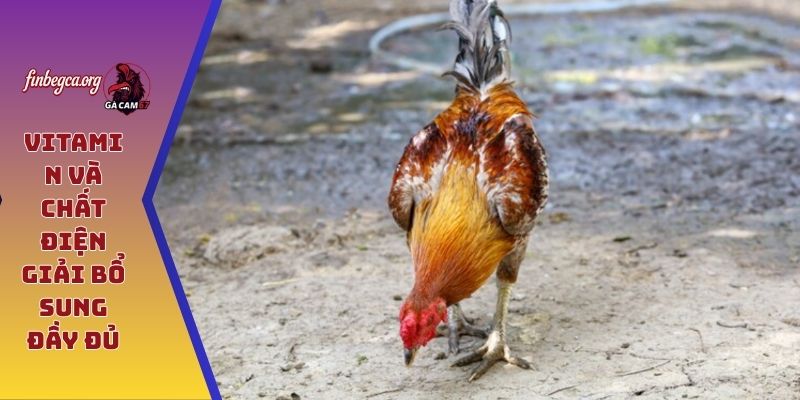 Vitamin và chất điện giải bổ sung đầy đủ